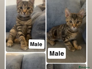 Mixed Breed cats 13-14 week old kittens - Advert 1