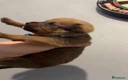 Mixed Breed dogs for sale: Boxwillers - Image 7