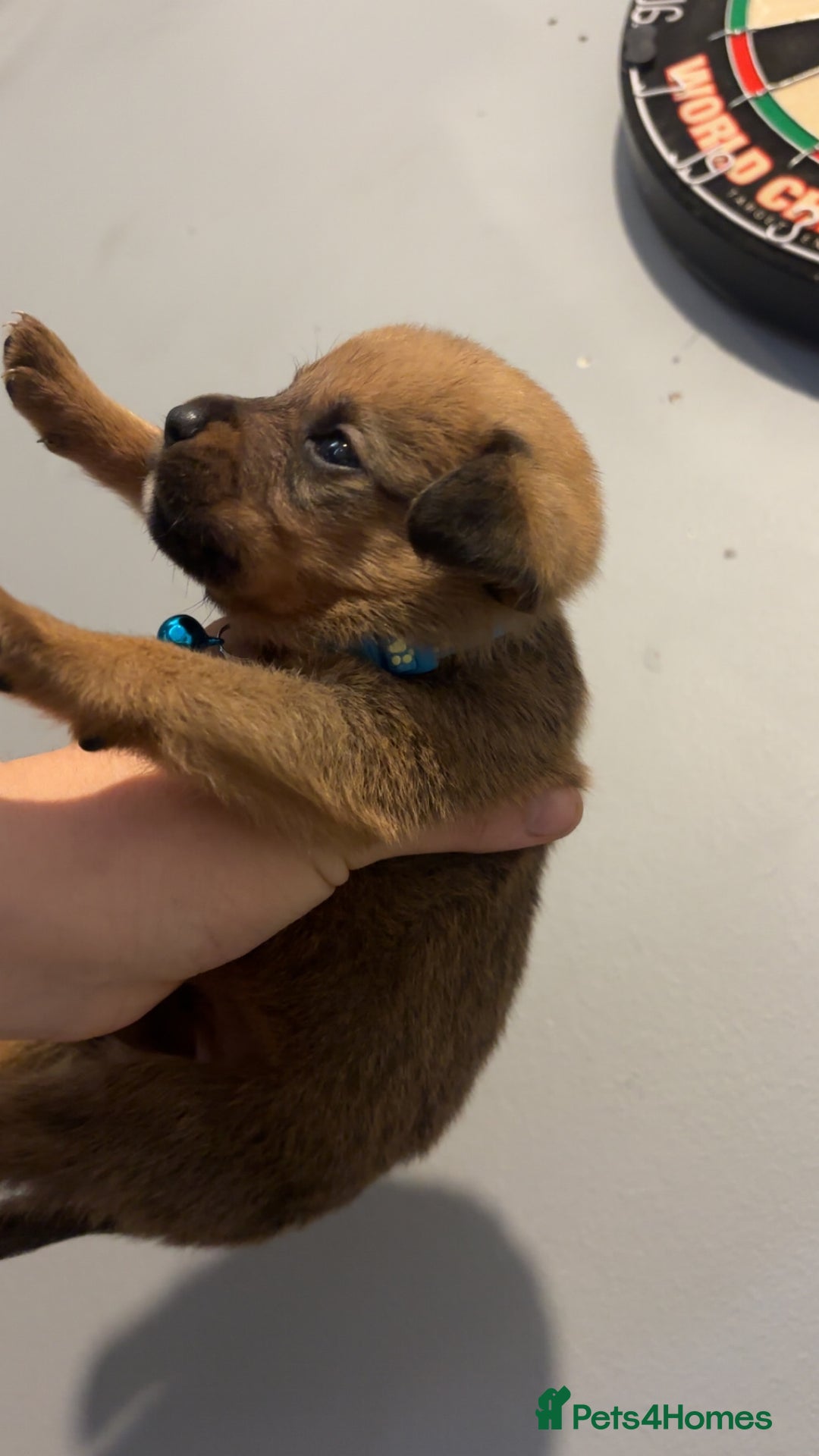 Mixed Breed dogs for sale: Boxwillers - Image 7