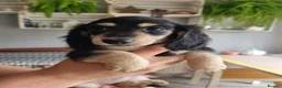 Miniature Dachshund dogs for sale: 🌟KC reg.Miniature LH Dachshund Puppies 🌟  - Advert 29