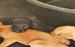 Labrador Retriever dogs for sale: Stunning litter of Fox Red and Black Labradors - Image 21