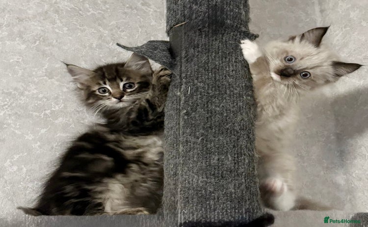 Maine Coon cats - Advert 2