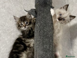 Maine Coon cats - Advert 2