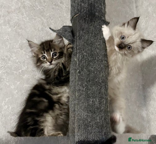 Maine Coon cats - Advert 2