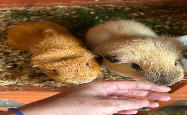 Guinea Pig rodents - Advert 2