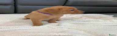Labrador Retriever Puppy 4