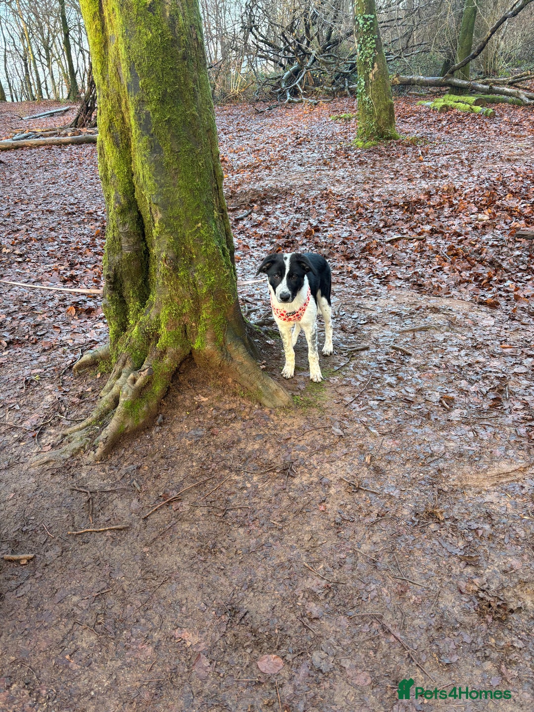 Border Collie dogs for sale: 5 month old border collie  - Advert 3
