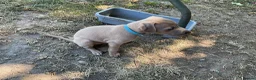 Italian Greyhound dogs for sale: Gorgeous Kc reg Italian greyhound  - Advert 35