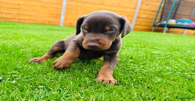 Dobermann dogs - Advert 3