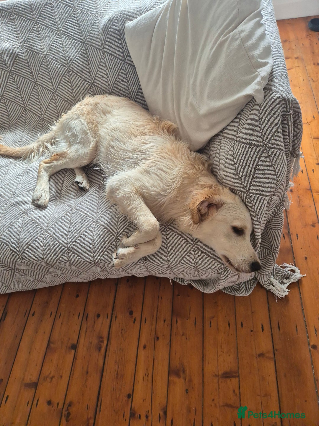 Golden Retriever dogs for sale: Golden retriever 10 months old - Advert 9