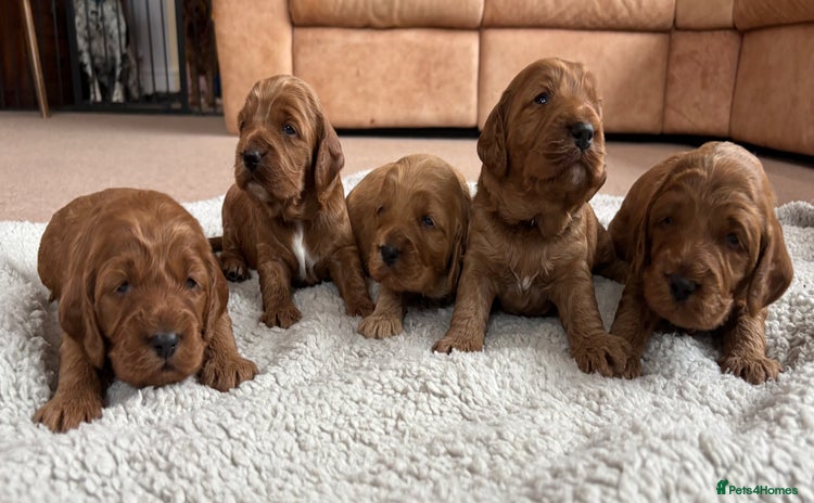 Cockapoo dogs - Advert 1