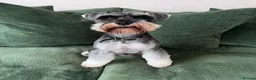 Miniature Schnauzer dogs for sale: 5th generation KC miniature schnauzer puppies  - Advert 13