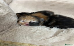 Bengal cats for sale: Rare Bengal Breed In White and Grey Ginger - Image 11
