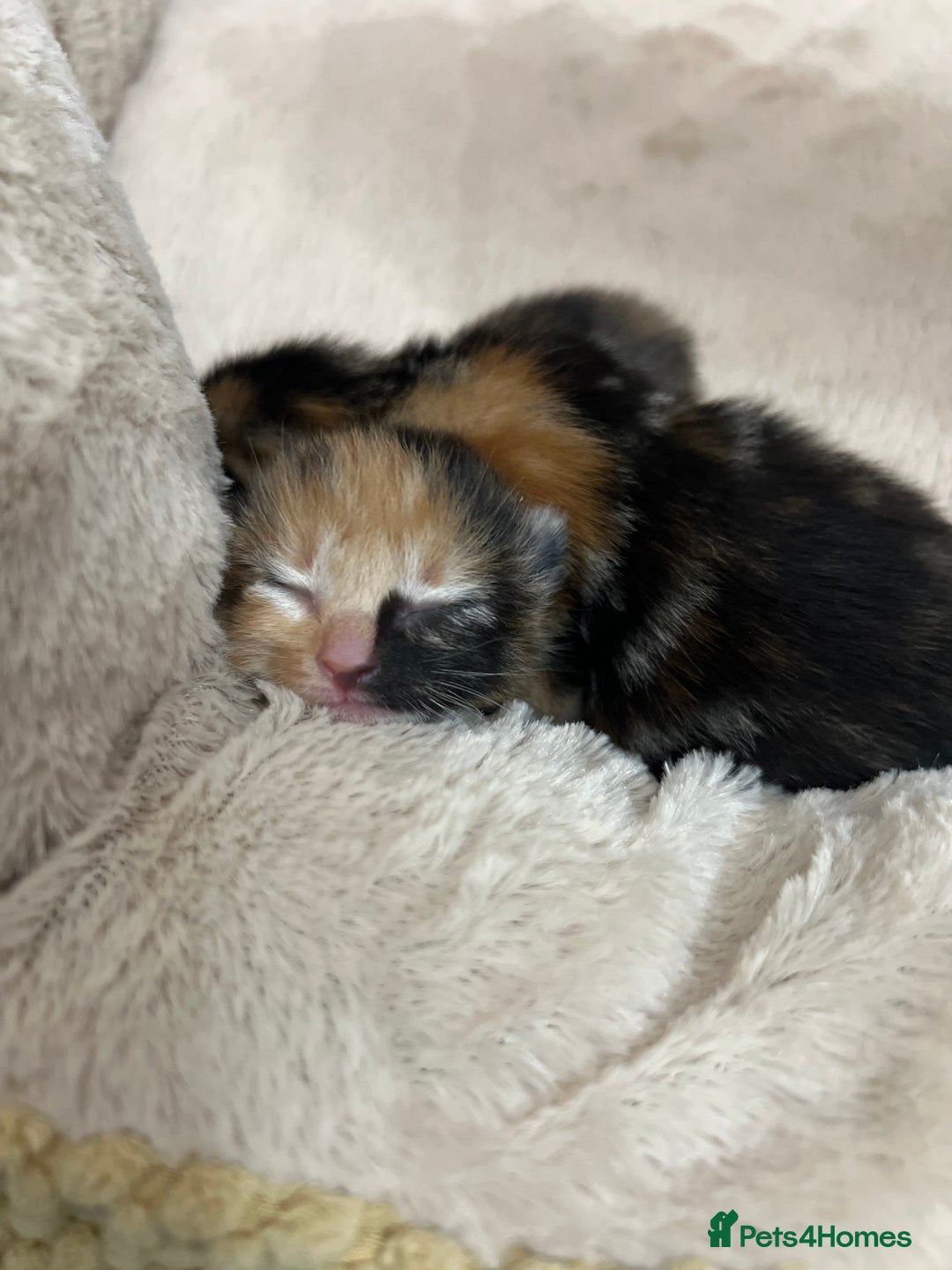 Bengal cats for sale: Rare Bengal Breed In White and Grey Ginger - Image 11