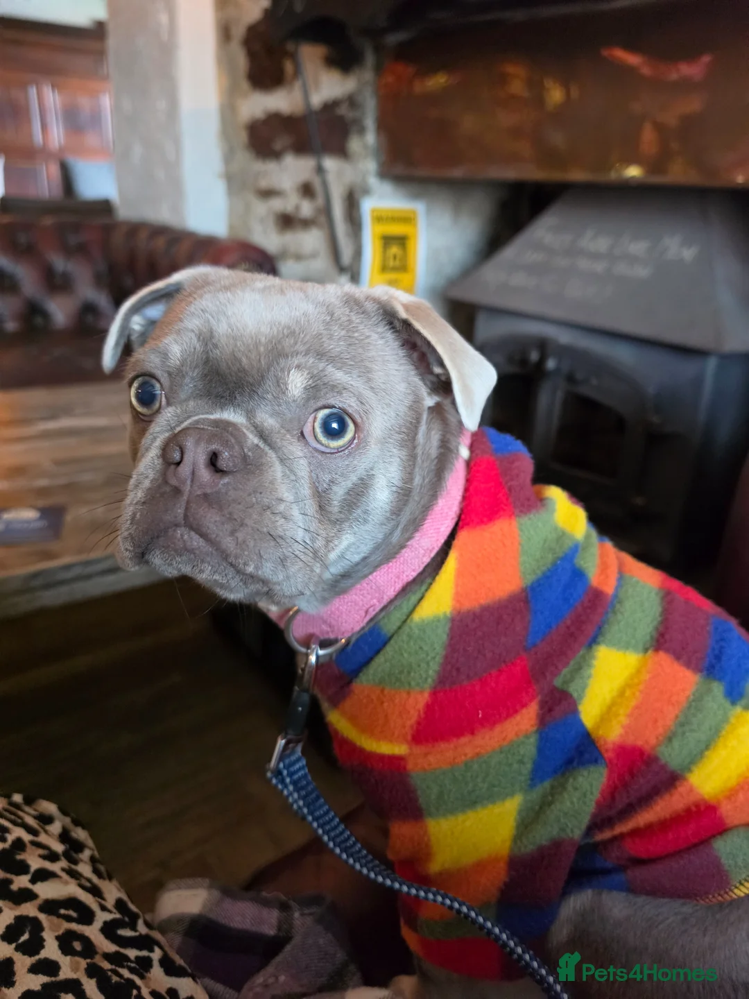 Frug dogs for sale: Blue Bella - Advert 1