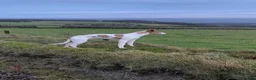 Lurcher dogs for sale: Collie x greyhound  - Advert 2