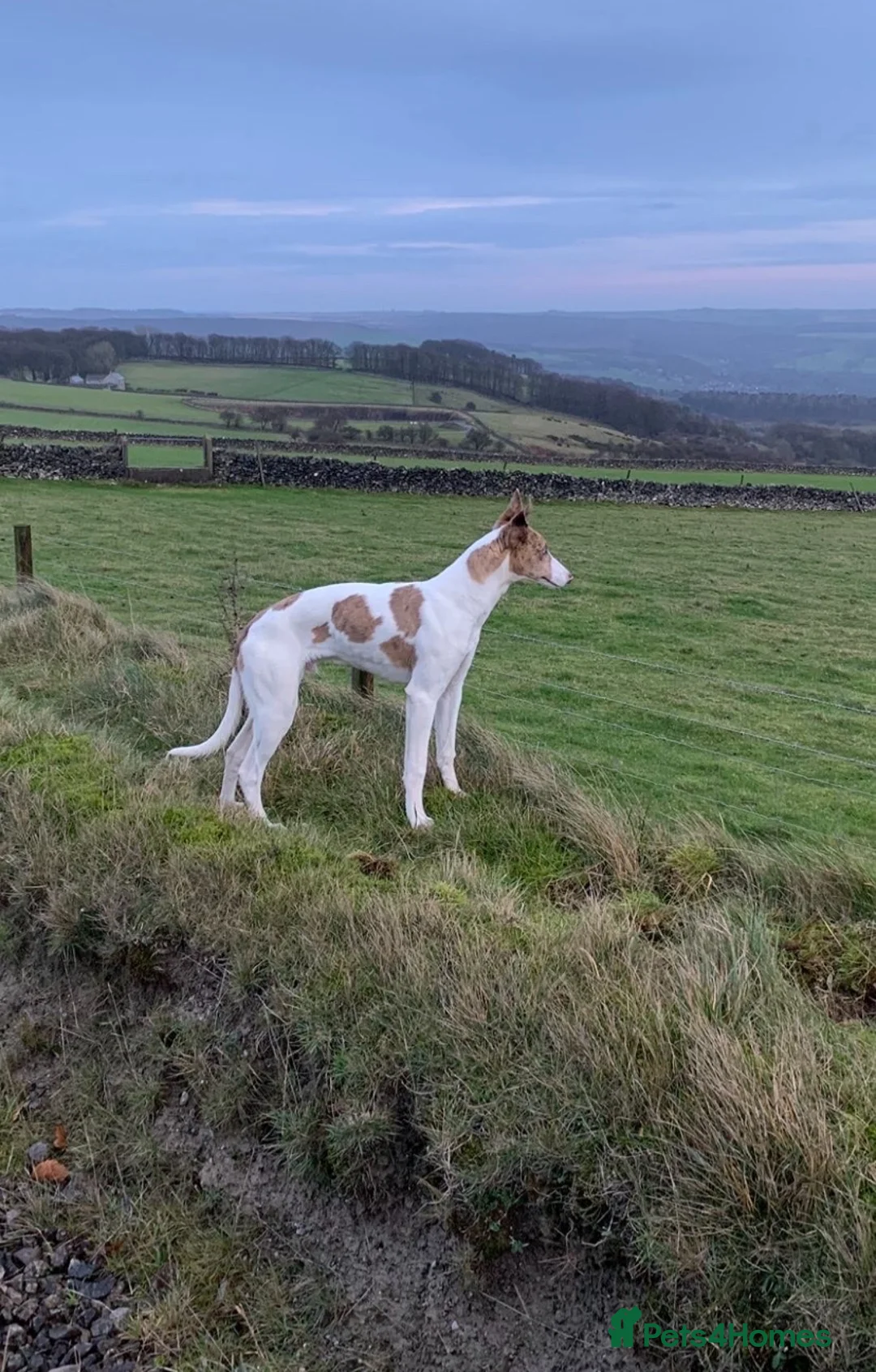 Lurcher dogs for sale: Collie x greyhound  - Advert 2