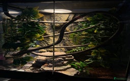 Gecko reptiles for sale: Crested Geko - Image 2