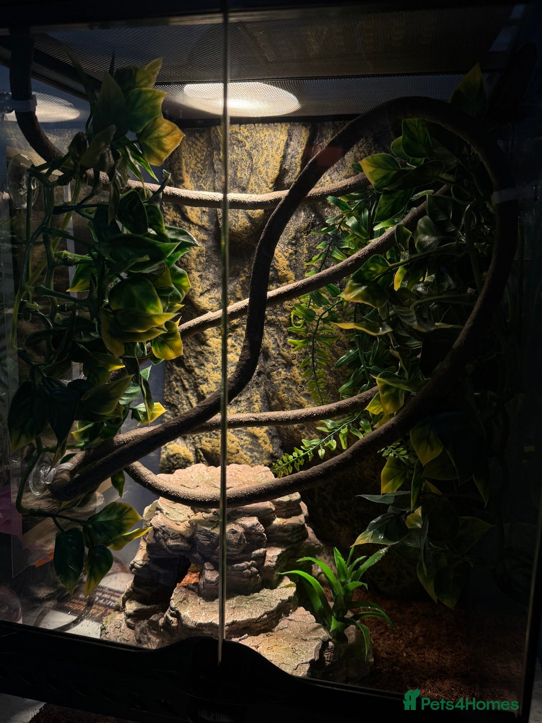 Gecko reptiles for sale: Crested Geko - Image 2