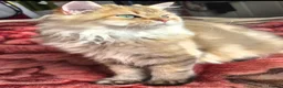 British Longhair cats for sale:  Tica registered BLH/BSH golden shaded  kittens  - Advert 6