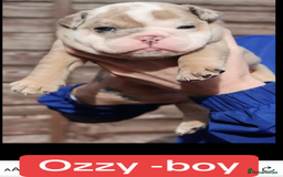 English Bulldog dogs for sale: DWKC STUNNING ENGLISH BULLDOGS. - Image 7