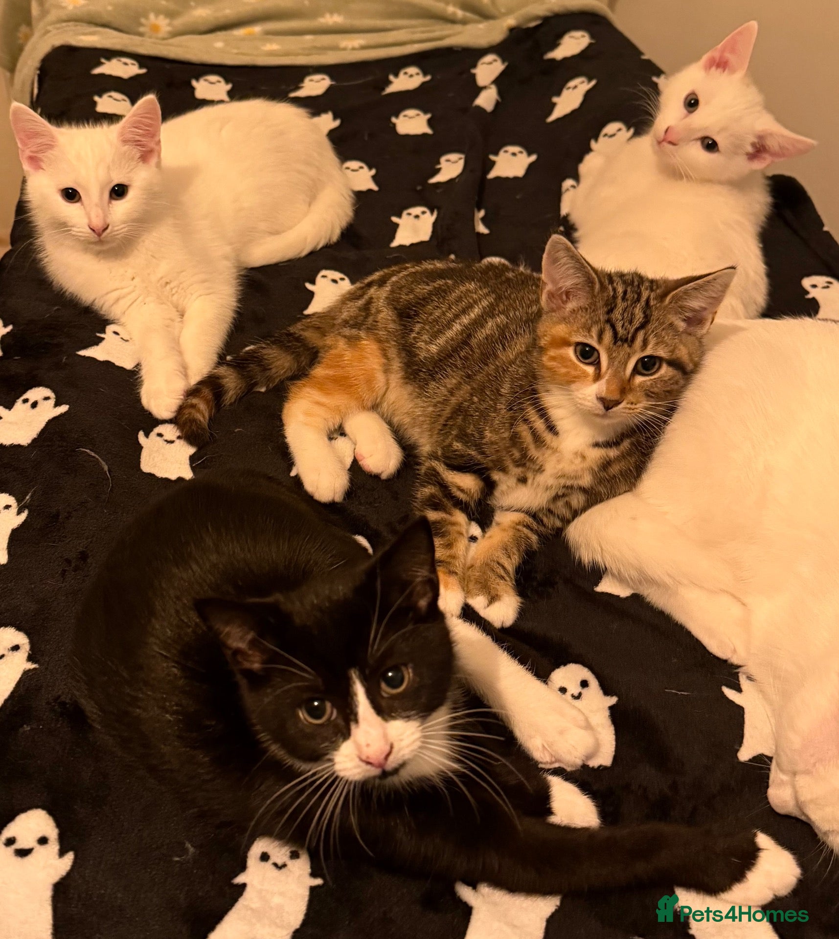 Turkish Van cats Beautiful Turkish van kittens - Advert 16