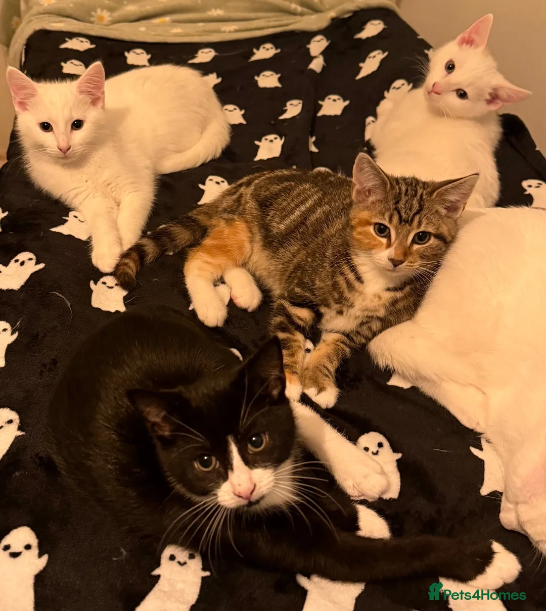 Turkish Van cats for sale: Beautiful Turkish van kittens - Advert 1