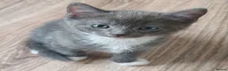 Ragdoll cats for sale: Male kitten Ragdoll  Mix - Advert 6