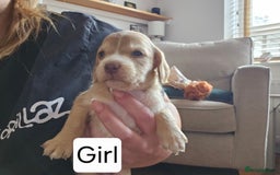 Mixed Breed dogs for sale: Mixed breed puppies for sale - Image 11