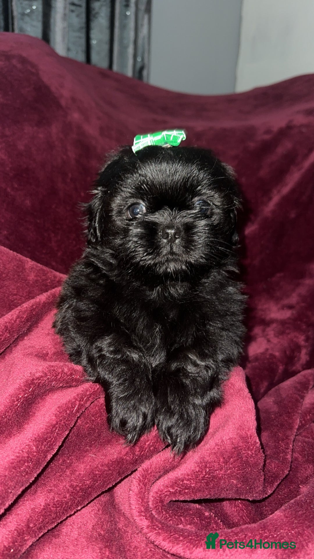 Shih Tzu dogs for sale: Shih Tzu Puppies  - Image 10