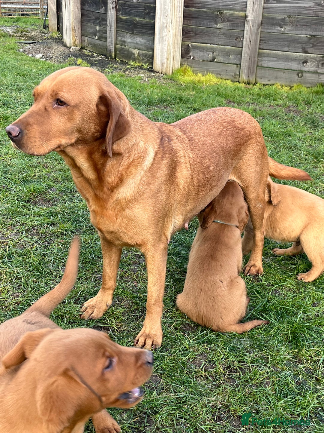 Labrador Retriever dogs for sale: Fox Red Labrador puppies - Advert 1