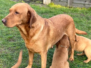 Labrador Retriever dogs Fox Red Labrador puppies - Advert 1