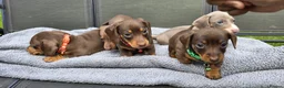 Dachshund dogs for sale: Dacshund Puppies Ready on 27/6!!! - Advert 4