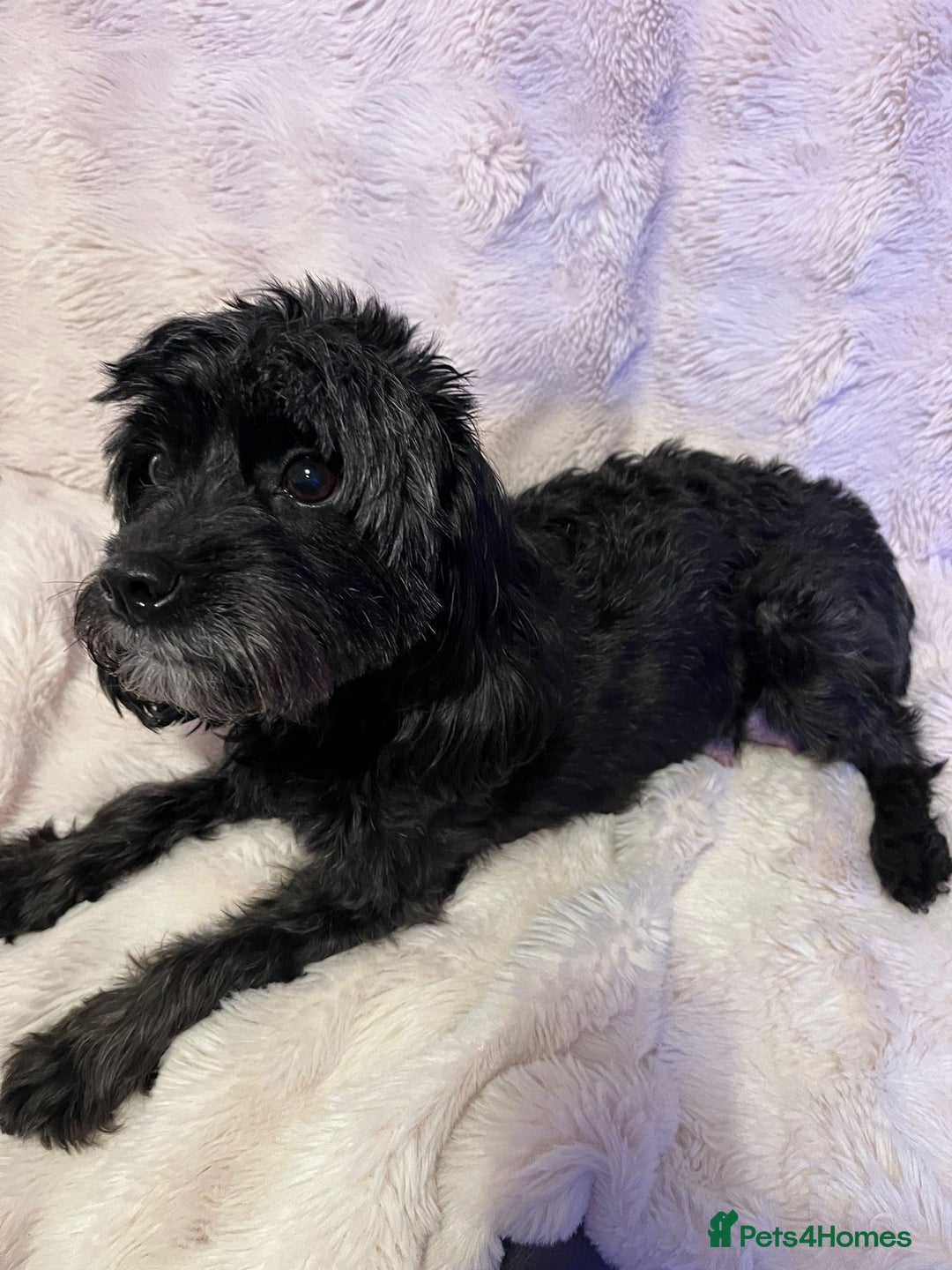 Cavapoo dogs for sale: Beautiful F1B REVERSE Cavapoos - Advert 24