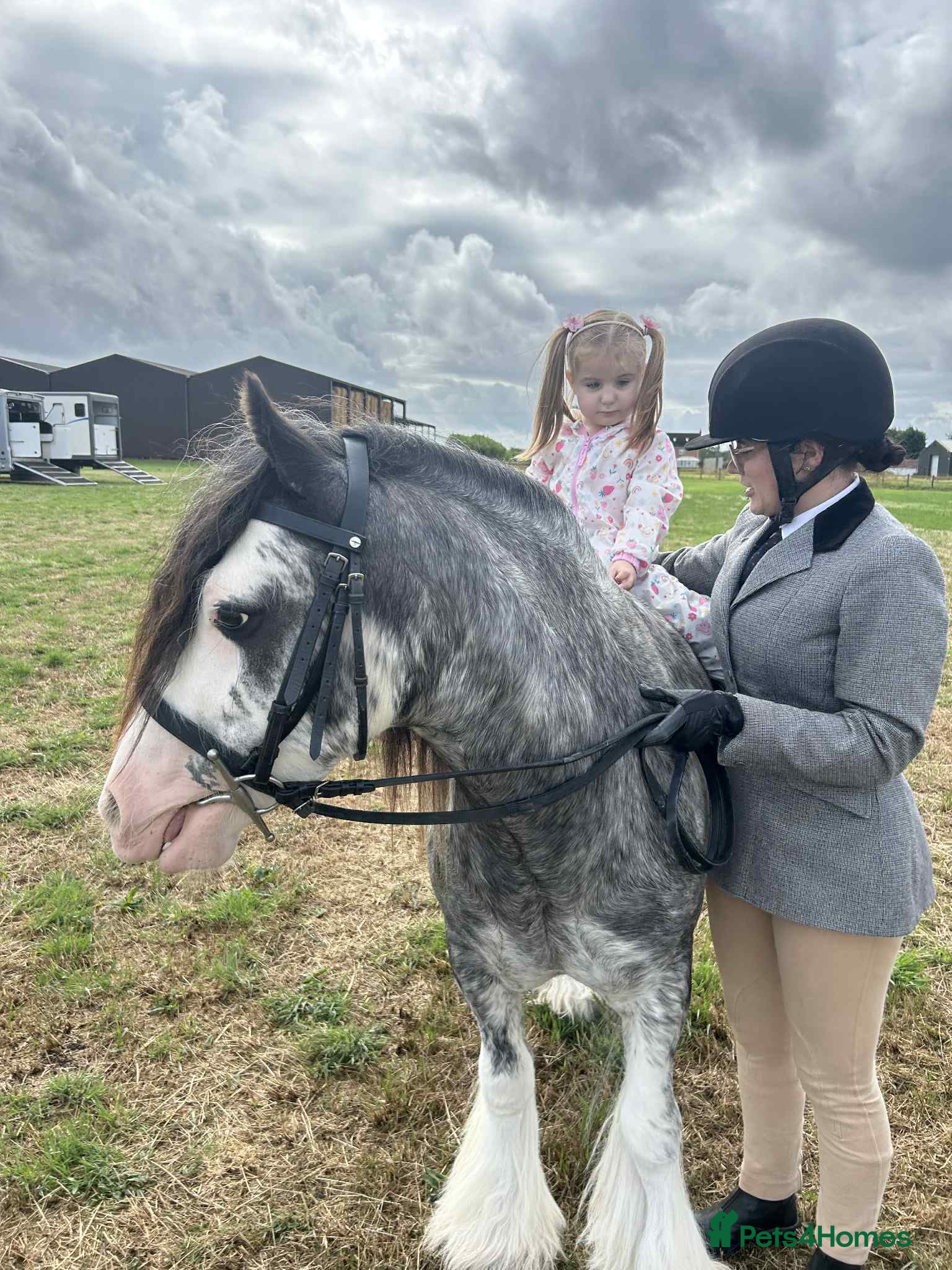 Irish Cob horses for sale: Norman  - Advert 6