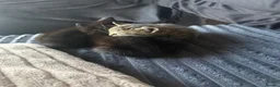 Mixed Breed cats for sale: 2 male kittens  - Advert 11