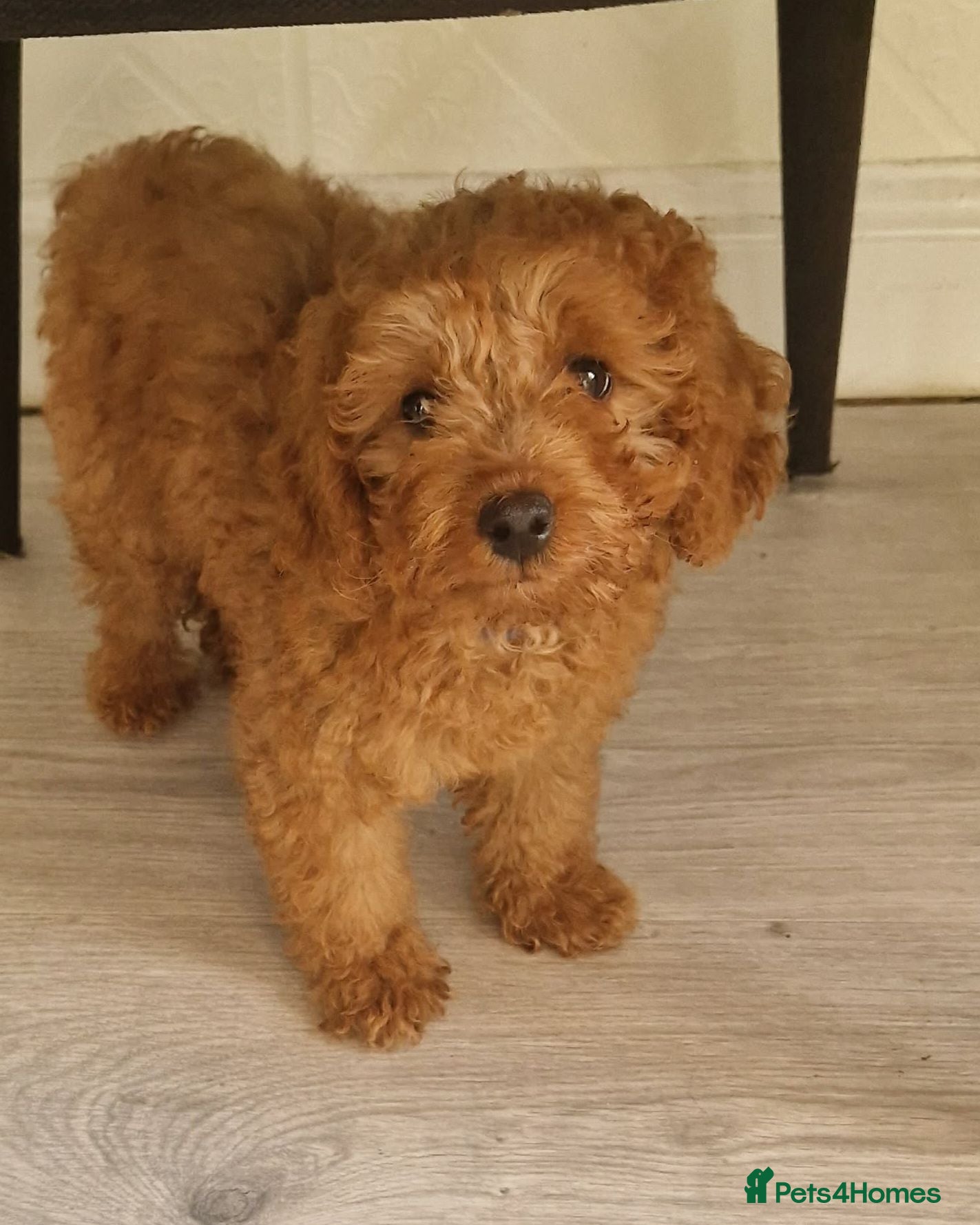 Maltipoo dogs Beautiful Red Toy Maltipoo Boy - Advert 13