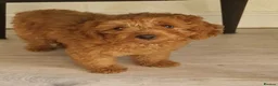 Maltipoo dogs for sale: Beautiful Red Toy Maltipoo Boy in Bradford - Advert 1