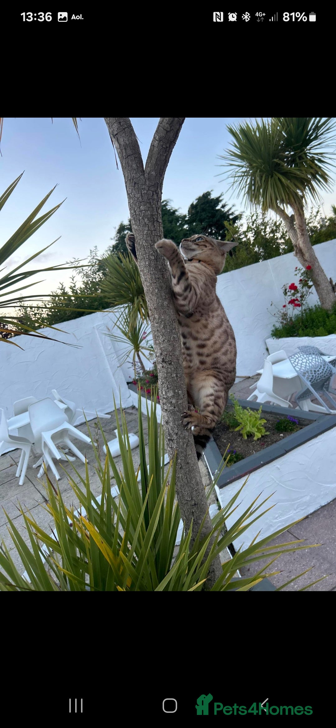 Bengal cats for sale: Bengal Kittens Tica Registered  - Image 28