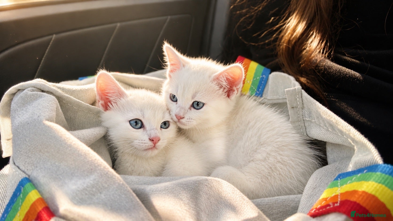 Munchkin cats Pure white kittens! - Advert 2