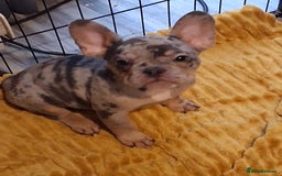 French Bulldog dogs for sale: 4 beautiful French Bulldog  - Advert 2