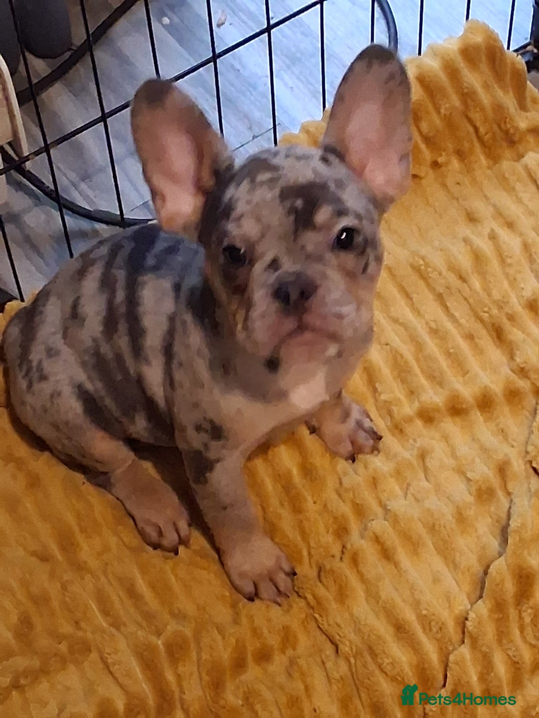 French Bulldog dogs for sale: 4 beautiful French Bulldog  - Advert 2