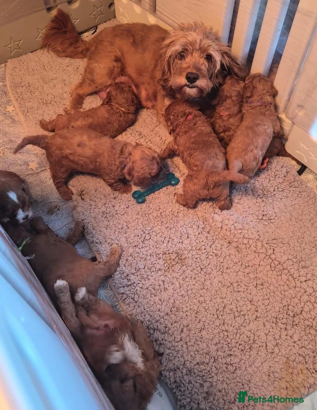 Cavapoo dogs for sale: Beautiful Cavapoo Pups Looking for Forever Homes - Advert 2