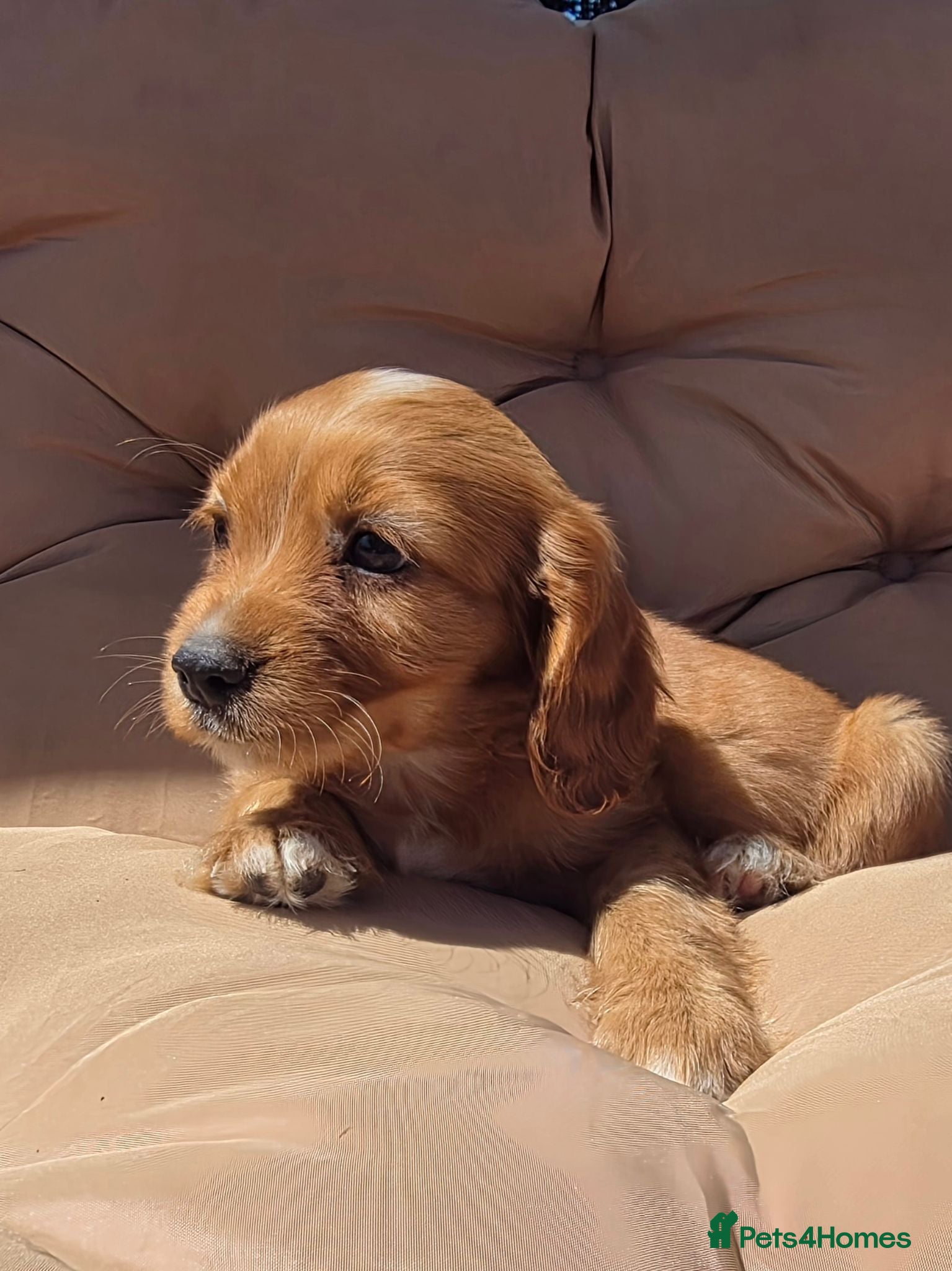 Cavalier King Charles Spaniel dogs Beautiful cavalier puppies  - Advert 2