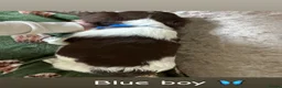 English Springer Spaniel dogs for sale: English springer spaniel puppies - Advert 8