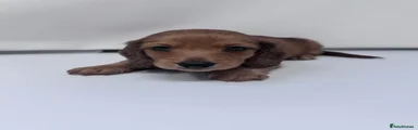 Miniature Dachshund 1