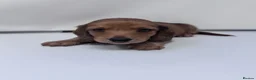 Miniature Dachshund dogs for sale: Beautiful long hairs mini dachunds  - Advert 19