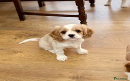 Cavalier King Charles Spaniel dogs for sale: 1 Adorable Cavalier King Charles Puppy for sale - Image 8
