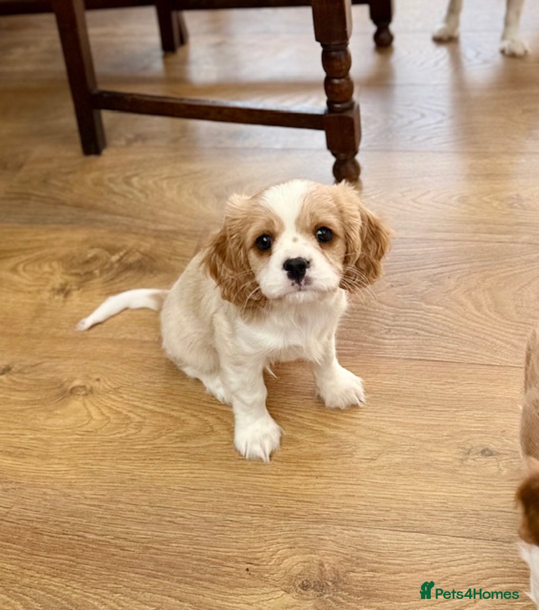 Cavalier King Charles Spaniel dogs for sale: 1 Adorable Cavalier King Charles Puppy for sale - Image 8