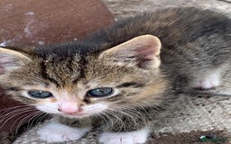 Mixed Breed cats for sale: 3 Kittens & Mother for Sale - Image 7